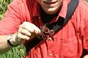 Procambarus_clarkii_D3119_Z_75_Loosdrechtse plassen_Nederland